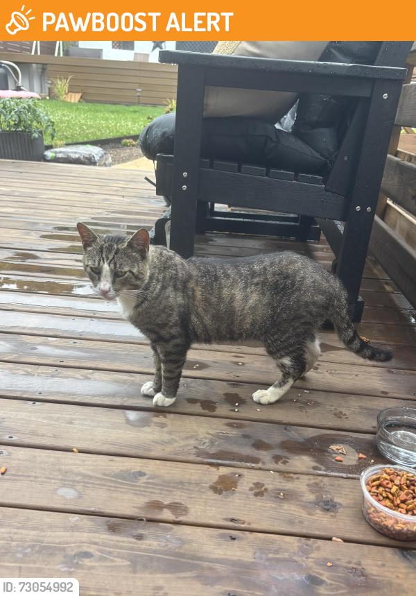 Found/Stray Male Cat last seen Main Rd Hanover Twp, Hanover Township, PA 18706