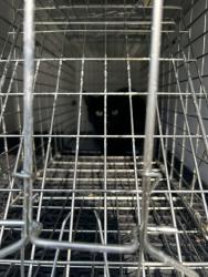 Shelter Stray Unknown Cat last seen Near Dorset Avenue, VIRGINIA BEACH, VA, 23462, 341 S Birdneck Rd, Virginia Beach, VA 23451, USA