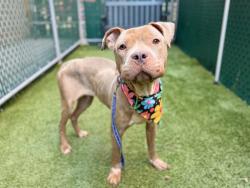 Shelter Stray Female Dog last seen Near Avenue C, NEW YORK, NY, 10009, 326 E 110th St, New York, NY 10029, USA