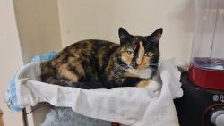 Reunited Female Cat last seen St George Park, Whitehall, England BS5 7BY