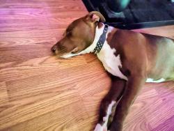 Lost Male Dog last seen Milbrook n sheilds, Fresno, CA 93703