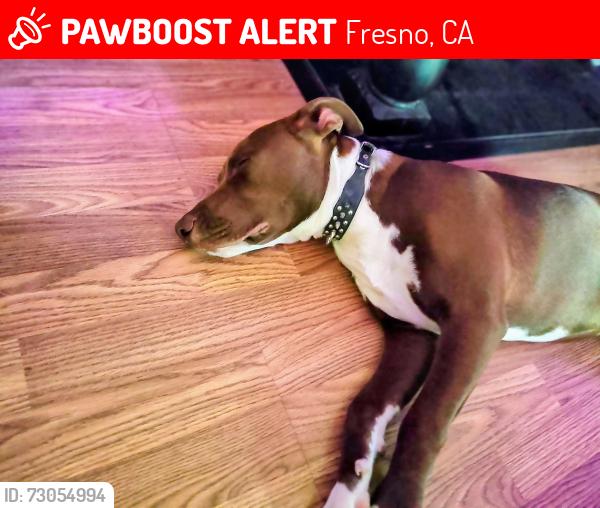 Lost Male Dog last seen Milbrook n sheilds, Fresno, CA 93703