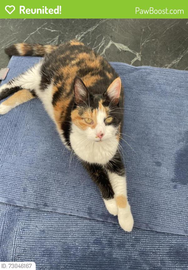Reunited Female Cat last seen Ng197pp , Pleasley, England NG19 7PP
