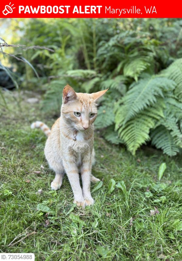 Lost Male Cat last seen 74th dr 84th st, Marysville, WA 98270