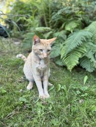 Lost Male Cat last seen 74th dr 84th st, Marysville, WA 98270