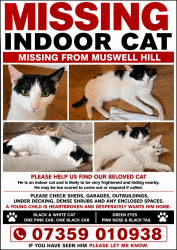 Lost Male Cat last seen Alexandra palace , Greater London, England N10 3TD