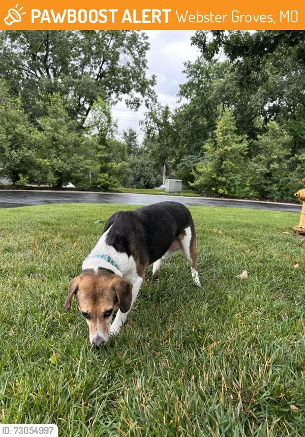 Found/Stray Male Dog last seen South Elm Ave & St George Pl, Webster Groves, MO 63119