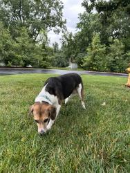 Found/Stray Male Dog last seen South Elm Ave & St George Pl, Webster Groves, MO 63119