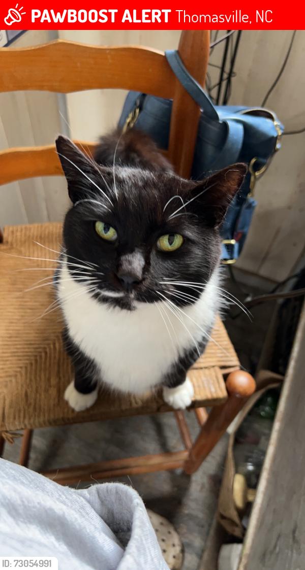 Lost Male Cat last seen East Holly Grove rd & Louise Ave, Thomasville, NC 27360