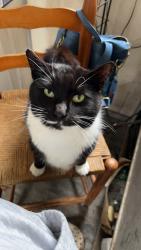 Lost Male Cat last seen East Holly Grove rd & Louise Ave, Thomasville, NC 27360