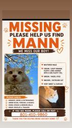 Lost Male Cat last seen Pony express parkway/ridleys/ smith ranch, Eagle Mountain, UT 84005