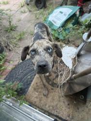 Found/Stray Female Dog last seen Brenwood Park, Harris County, TX 77449