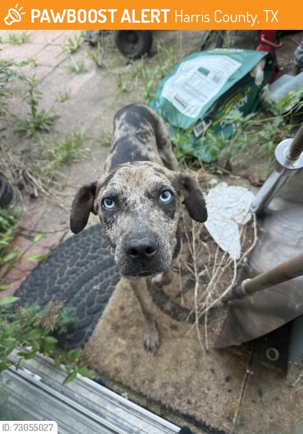 Found/Stray Female Dog last seen Brenwood Park, Harris County, TX 77449