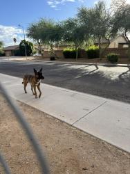 Found/Stray Male Dog last seen El oso park, Phoenix, AZ 85033