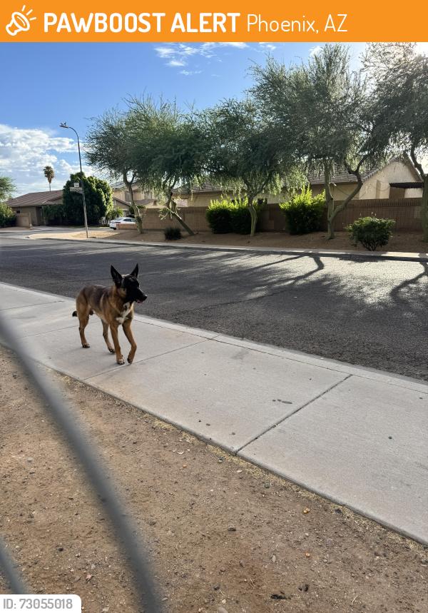 Found/Stray Male Dog last seen El oso park, Phoenix, AZ 85033