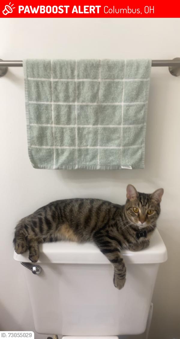 Lost Male Cat last seen Near north 6th st, Columbus, OH 43201