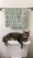 Lost Male Cat last seen Near north 6th st, Columbus, OH 43201