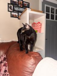 Found/Stray Female Cat last seen Seminole Rec Center, Seminole, FL 33772