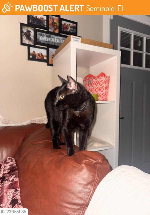 Found/Stray Female Cat last seen Seminole Rec Center, Seminole, FL 33772