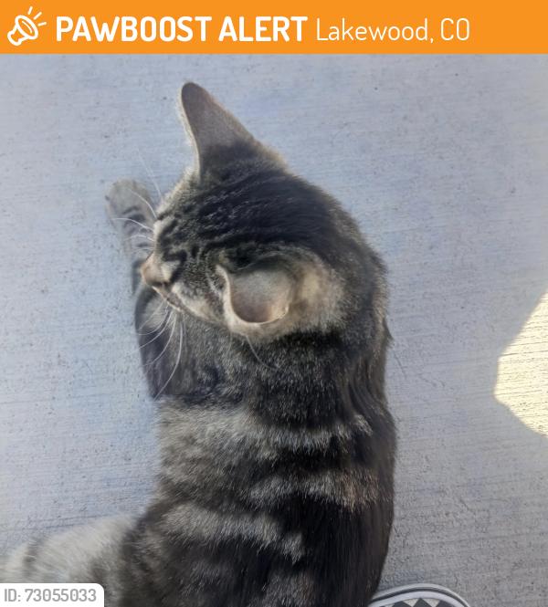 Found/Stray Unknown Cat last seen At the park., Lakewood, CO 80227