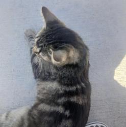 Found/Stray Unknown Cat last seen At the park., Lakewood, CO 80227