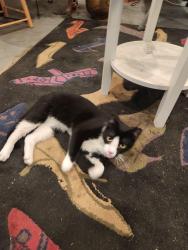 Found/Stray Unknown Cat last seen Bruckner Blvd and willow ave, The Bronx, NY 10454