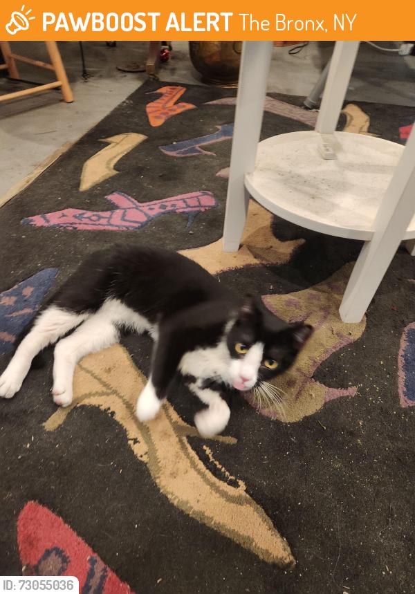 Found/Stray Unknown Cat last seen Bruckner Blvd and willow ave, The Bronx, NY 10454