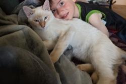 Lost Male Cat last seen hwy 20/26 smeed, Caldwell, ID 83605