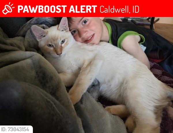 Lost Male Cat last seen hwy 20/26 smeed, Caldwell, ID 83605