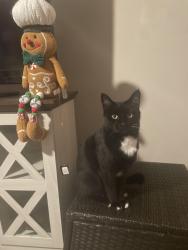 Lost Male Cat last seen Tangerine Dr., Fayetteville, NC 28304