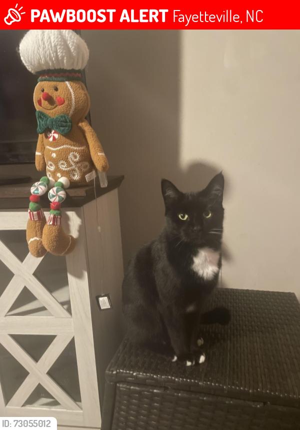 Lost Male Cat last seen Tangerine Dr., Fayetteville, NC 28304