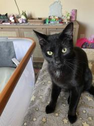 Lost Male Cat last seen Saint Cloud Drive, Bouldercrest neighborhood off Pineloch Dr. 77062, Houston, TX 77062