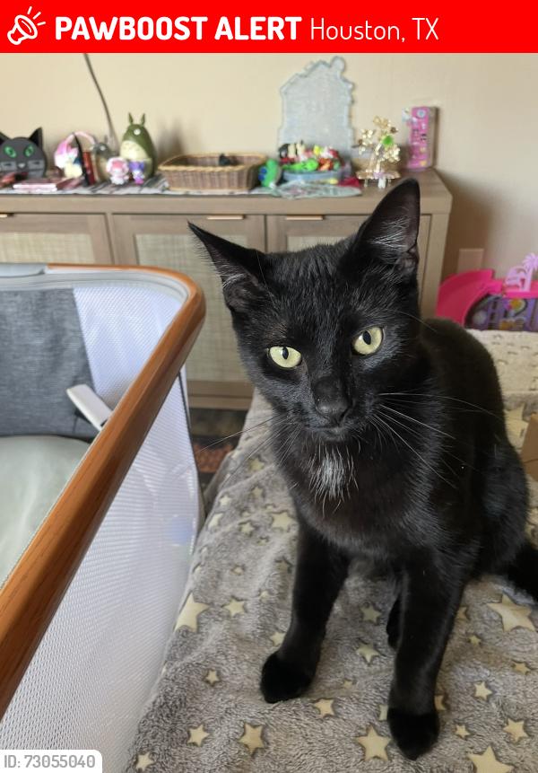 Lost Male Cat last seen Saint Cloud Drive, Bouldercrest neighborhood off Pineloch Dr. 77062, Houston, TX 77062