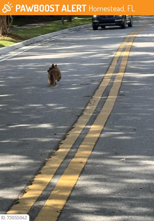 Found/Stray Unknown Dog last seen Waterstone BLVD & Eighth Street, Homestead, FL 33033