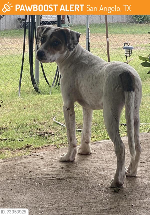 Found/Stray Unknown Dog last seen Paint Rock Rd. & Tyler Terrace, San Angelo, TX 76902
