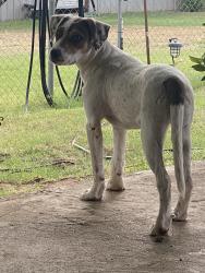 Found/Stray Unknown Dog last seen Paint Rock Rd. & Tyler Terrace, San Angelo, TX 76902