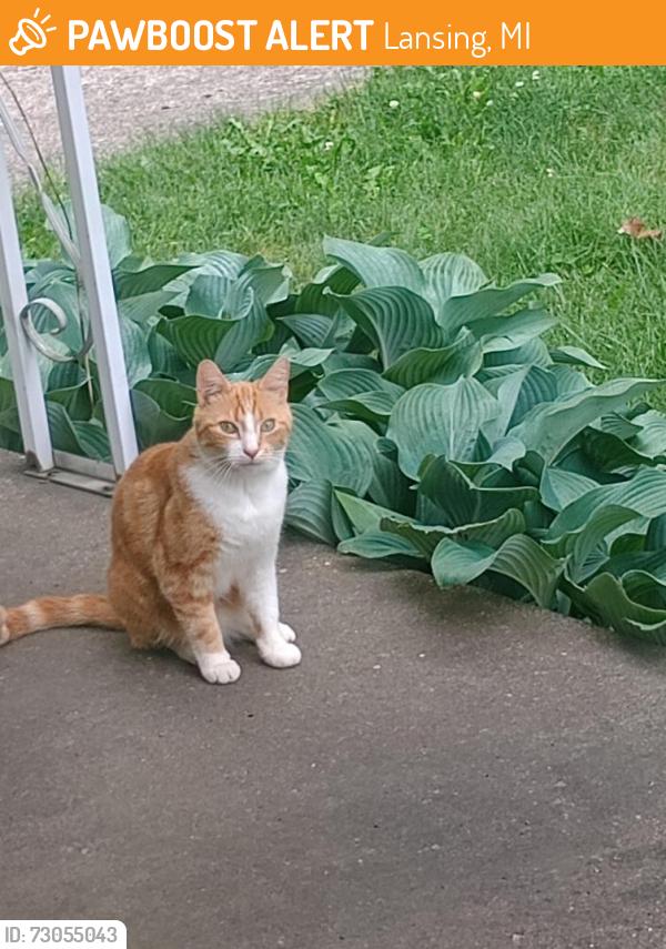 Found/Stray Unknown Cat last seen Hughes Rd near Jolly Rd, Lansing, MI 48911