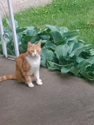 Found/Stray Unknown Cat last seen Hughes Rd near Jolly Rd, Lansing, MI 48911