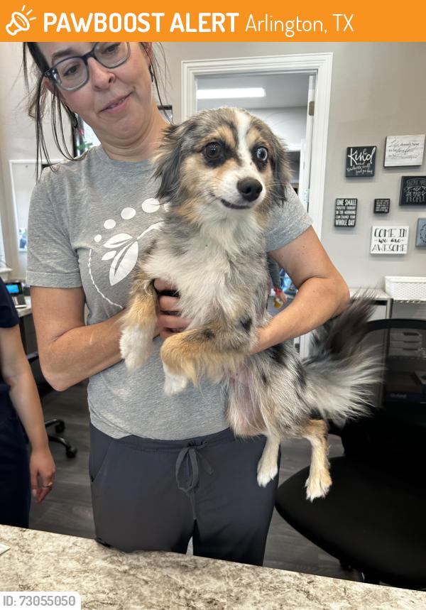 Found/Stray Male Dog last seen Park springs/20. At the IHB offices , Arlington, TX 76016