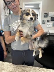 Found/Stray Male Dog last seen Park springs/20. At the IHB offices , Arlington, TX 76016