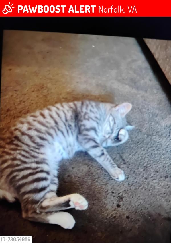 Lost Female Cat last seen Larkin woosley Street, Norfolk, VA 23513