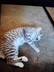 Lost Female Cat last seen Larkin woosley Street, Norfolk, VA 23513