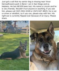 Lost Male Dog last seen Witness said they saw him near Kiwanis Park, Bend, OR 97702