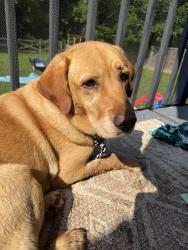 Found/Stray Female Dog last seen Pleasant hill rd and Andrew Johnson HWY, Knoxville, TN 37924