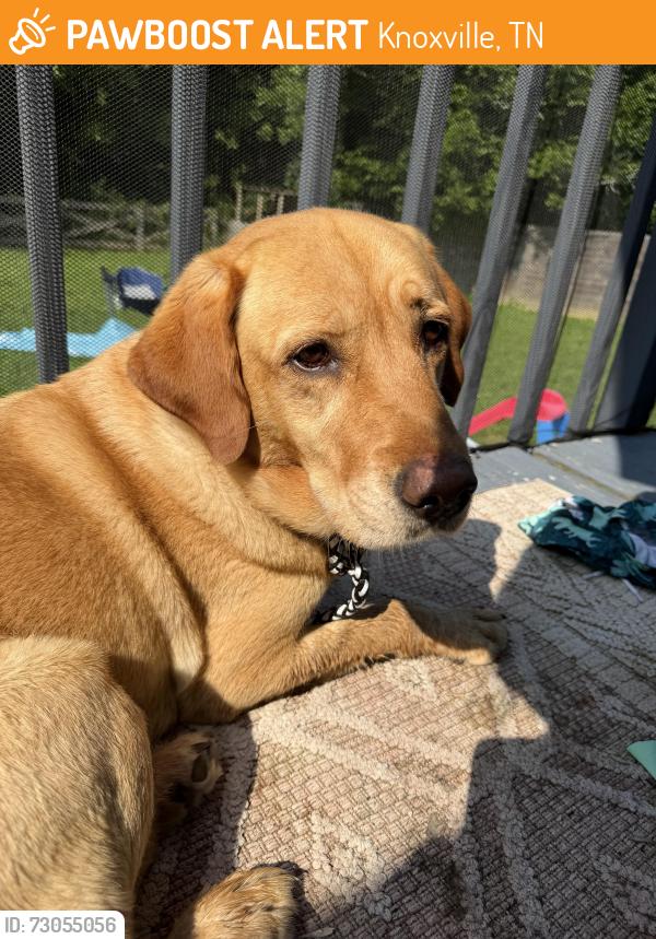 Found/Stray Female Dog last seen Pleasant hill rd and Andrew Johnson HWY, Knoxville, TN 37924