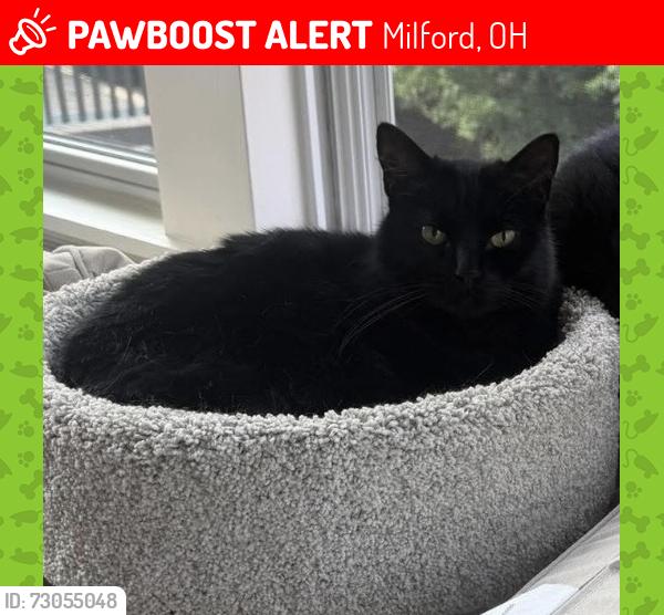 Lost Male Cat last seen Reserve at Greycliffs near Milford elementary and highschool, Milford, OH 45150