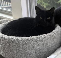 Lost Male Cat last seen Reserve at Greycliffs near Milford elementary and highschool, Milford, OH 45150