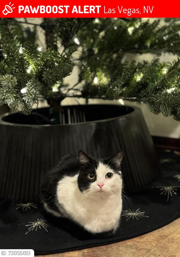 Lost Female Cat last seen Ranch o & Oakey, Las Vegas, NV 89102