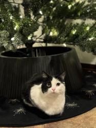 Lost Female Cat last seen Ranch o & Oakey, Las Vegas, NV 89102