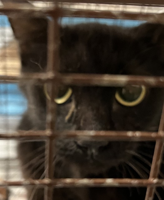 Shelter Stray Female Cat last seen RUTH ST EUSTIS, 12280 County Rd 448, Tavares, FL 32778, USA